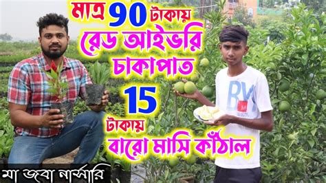 জলের দামে পাবেন পছন্দের ফল গাছ মাত্র 90 টাকায় চাকাপাত রেড আইভরি 15