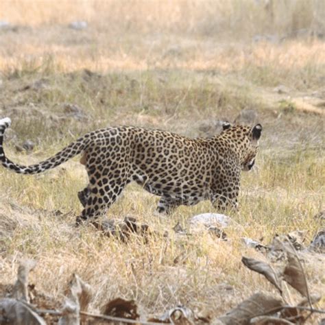 Tadoba-Andhari Tiger Reserve with family – These Fleeting Days