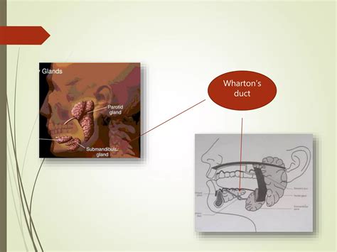 Physiology Of Saliva Ppt