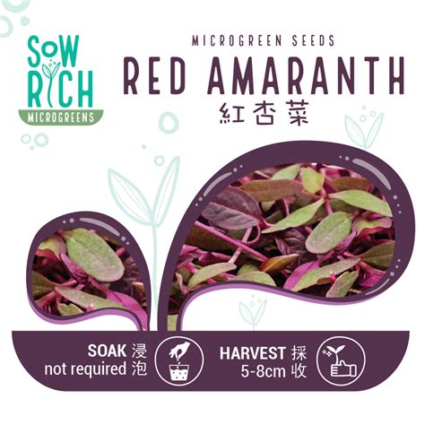 Red Amaranth Microgreen Seeds 紅杏菜 30g 150g Sow Rich