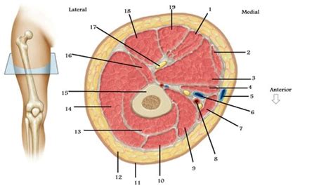 Thigh Cross Section Flashcards Quizlet