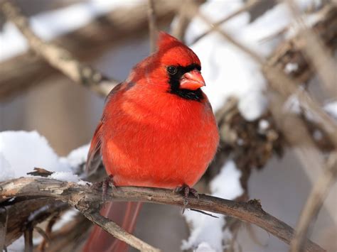 Cardinals In Winter (How Do They Survive?)