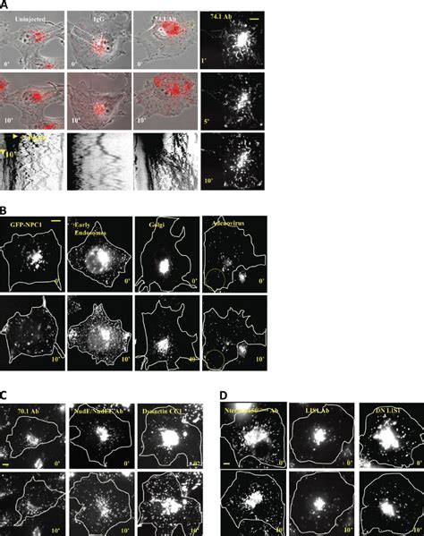 Rapid Dispersal Of Organelles By Acute Dynein Inhibition Lysos Les