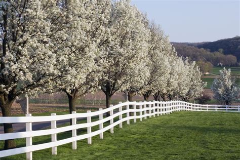 When to Consider Planting a Flowering Dogwood Tree