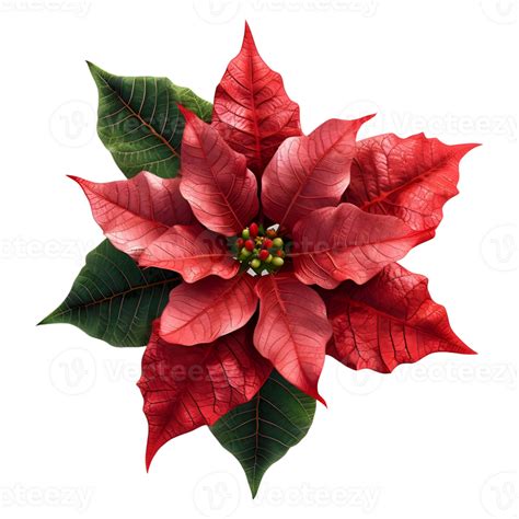 AI generated Christmas Poinsettia Flower on Transparent background - Ai ...