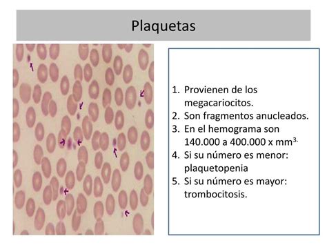 PPT APLICACIÓN CLÍNICA DEL HEMOGRAMA PowerPoint Presentation free