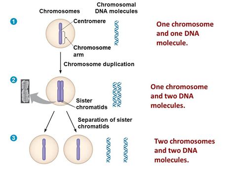 Human Biology Chapter 19 Patterns Of Chromosome Inheritance Diagram