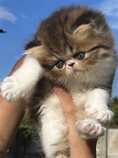 RARE TABBY CALICO MALE PERSIAN CFA Mykitten Breeder Community