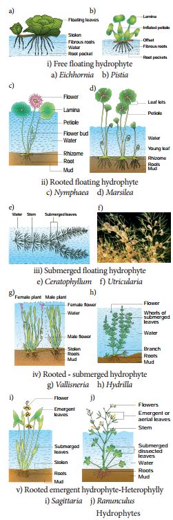 Ecological Adaptations | Hydrophytes | Xerophytes | Mesophytes ...