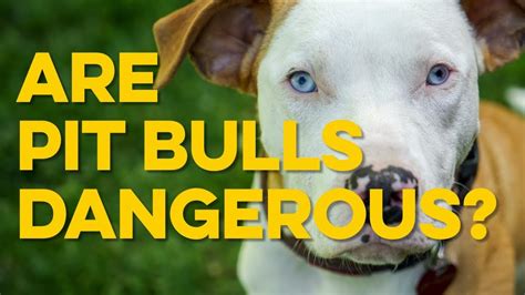 Are Pitbulls Dangerous Dogs