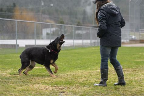 Why Dogs Bark And How To Stop It