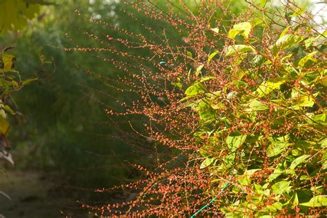 Persicaria Lance Corporal 3635 Scott Weber Flickr