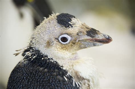 Seaworlds Wetsuit Penguin Gets New Coat Of Feathers Orlando Theme