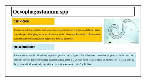 Enfermedades Parasitarias Pdf