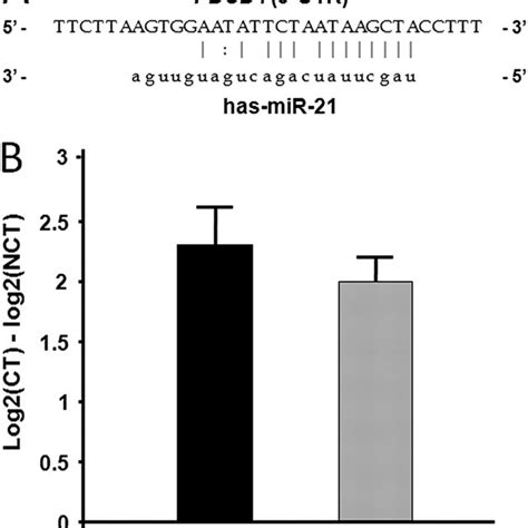 Mir 21 Is Overexpressed In High Grade Intraepithelial Neoplasia