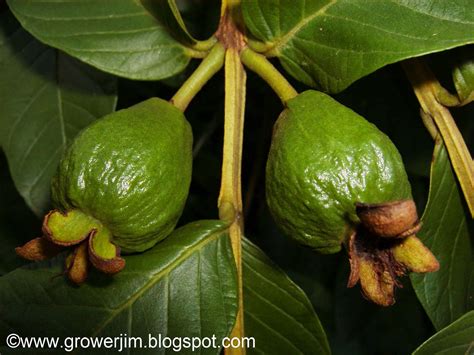 Psidium Guajava Flower