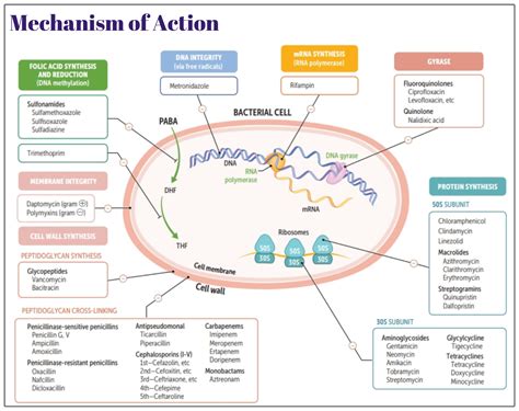 Mechanism of action of antimicrobials - Medicine Keys for MRCPs