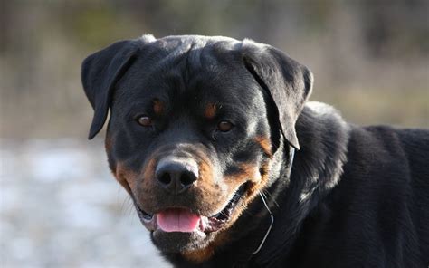 Rottweiler Puppies Wallpaper - WallpaperSafari