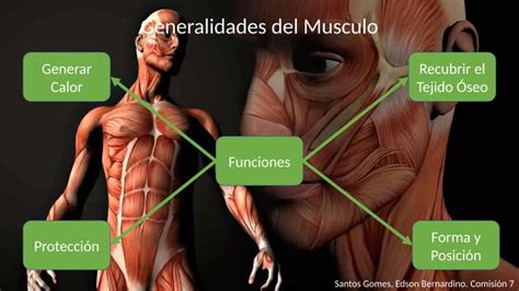 Anatomia Do M Sculo Histologia Pptx Descarga Gratuita