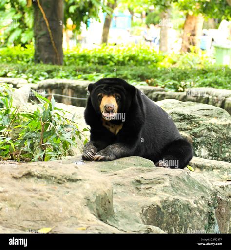 Malayan Sun Bear Stock Photo Alamy