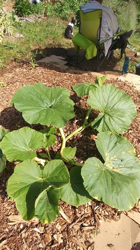 8 Pumpkin Plant Growth Stages: From Germination to Harvesting - Plants ...