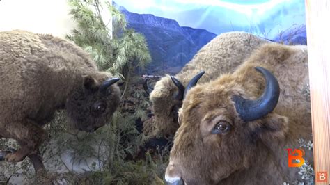 Museo de la Fauna Salvaje en Santibañez de Vidriales Televisión Benavente