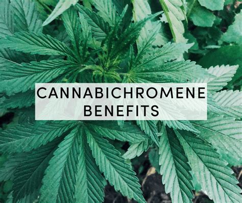 The Cannabichromene Benefits You Should Know About