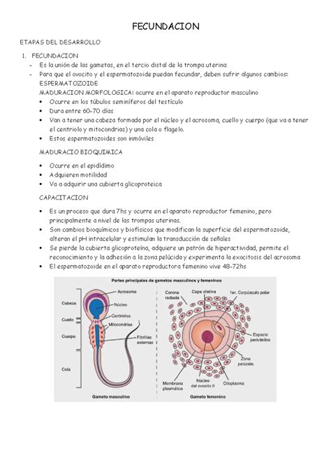 Fecundacion Resumen Embriologia Fecundacion Etapas Del Desarrollo