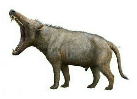 Andrewsarchus | Prehistoric wildlife, Extinct animals, Prehistoric animals