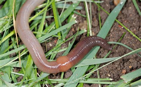 Dakota Gardener Managing Earthworm Damage In Lawns Extension And Ag