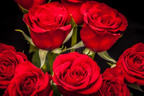 Bouquet Of Beautiful Red Roses On A Black Background Stock Image