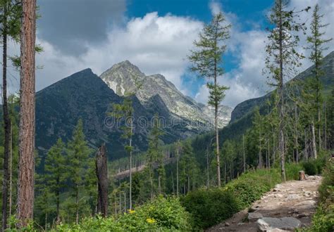 Vista Sobre Montanhas Tatra Cobertas A Floresta De Neve No Primeiro