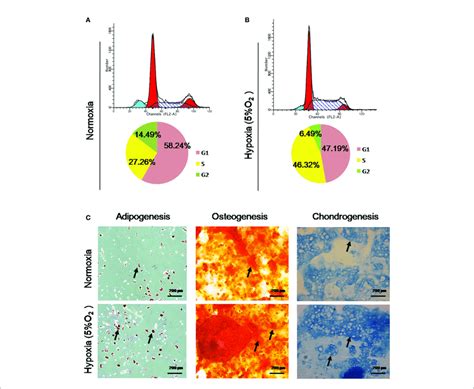 Hypoxia Promoted Cell Cycle Transition And Maintained The Trilineage