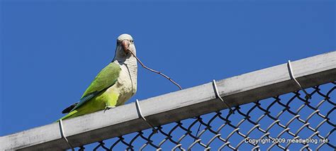 Monk Parakeets | The Meadowlands Nature Blog