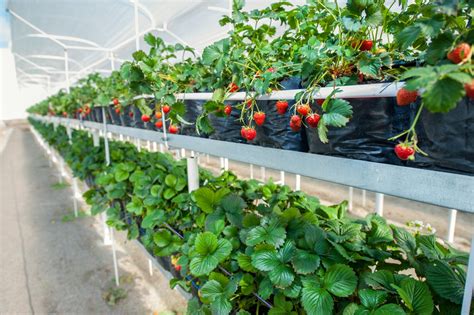 How To Plant Strawberries In A Raised Bed Pic Cafe