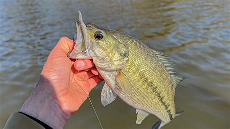 Fishing A Jig And Minnow Throughout The Summer Wired Fish