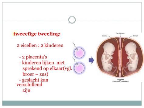 Ppt Biologie Voortplanting En Ontwikkeling H Avo Powerpoint