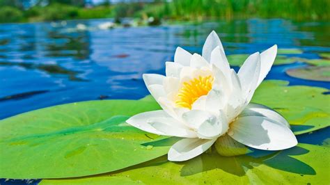 Water Lily Flower Wallpaper