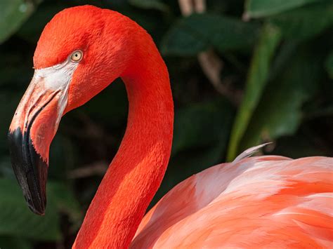 Why Are Flamingos Pink Why Are Flamingos Pink Flamingo Flamingo Photo