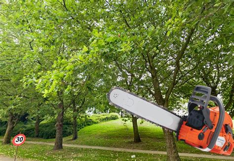 78 arbres vont être abattus près de l ex patinoire de Coronmeuse pour