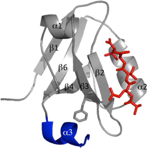 Three Dimensional Structure Of PSD 95 PDZ3 Domain Pdb Code 1BE9 In