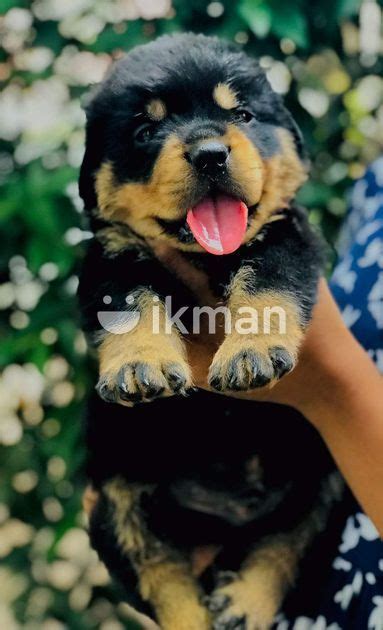 Rottweiler Puppy In Gampaha City Ikman