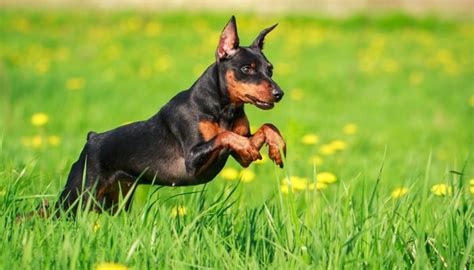 20 Best Farm Dog Breeds for Living in the Country