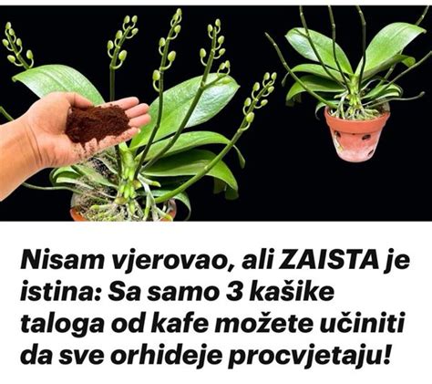 Ne Bacajte Talog Od Kafe Evo Za Sta Je Koristan Ukusna Hrana