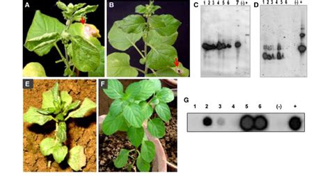 A Systemic Symptoms Produced In N Benthamiana Plants Rubinoculated