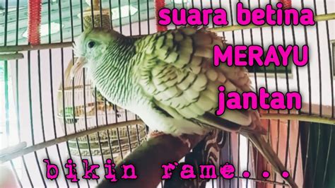 Perkutut Silver Crosing Gacor Manggung Suara Mewah Bikin Semua Ikutan