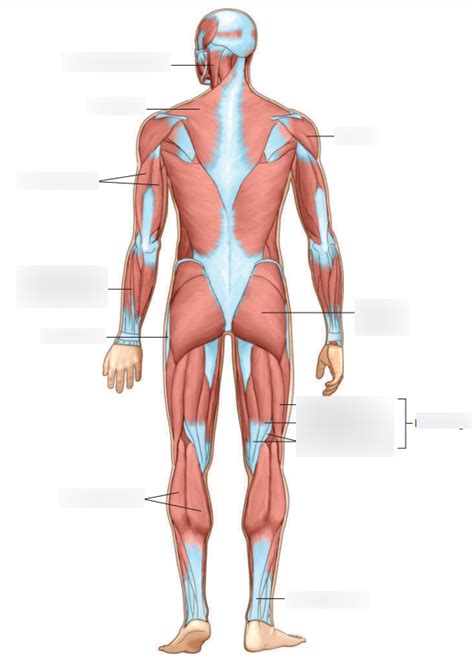 Med Term Superficial Muscles Of The Body Posterior View Diagram