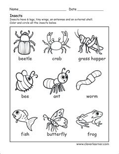 Insects Worksheets For Kindergarten