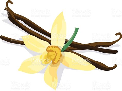 vanilla bean clip art 10 free Cliparts | Download images on Clipground 2025