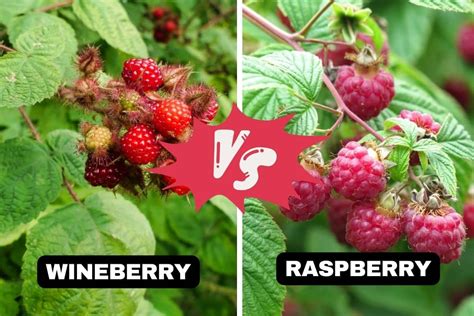 Wineberry Vs Raspberry What Differences You Need To Know